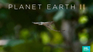 planet earth 2,glide,nature,cool,jump,surprise,bbc,fly,lizard,soar,jungles