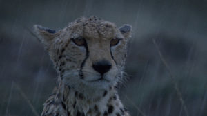 rain,weather,raining,animal,jaguar