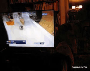 mixed,tv,cat,fail,watch,olympics,sochi 2014