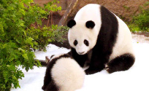 panda,baby panda,giant panda,sports,animals,animal,baby,snow,bear,panda bear,xiao liwu