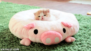 pork,cat,cute,sleepy,pig,nap