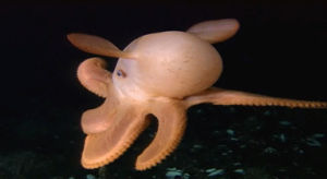 octopus,woahdude,dumbo