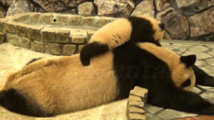 family,zoo,animals,animal,pool,panda,mother,cub,panda bears,panda cub