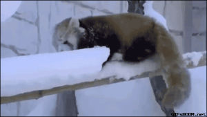 animals,snow,falling,red panda