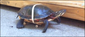wheels,fast,turtle