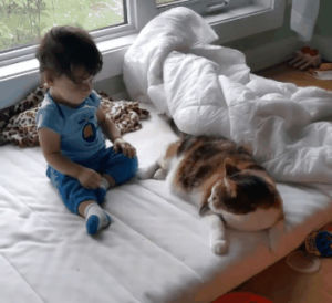 volunteers,pillow,kitty,human