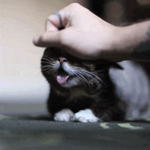 petting,cat,lil bub