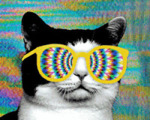 lsd,cat,drugs,acid,sunglasses