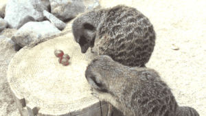 animals being jerks,meerkat,grapes,s2e12