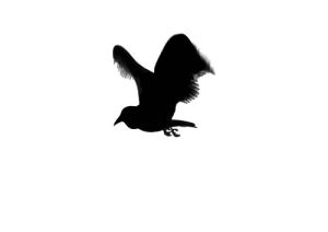 black and white,bird,flying,wings,drawing,minimal