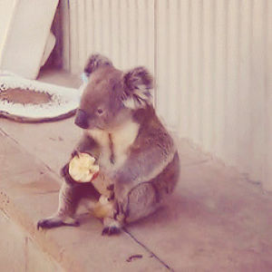 koala,apple,animals,eating,sitting,koal