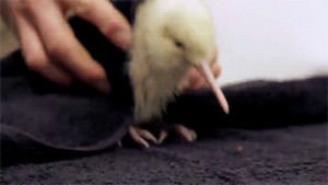 Kiwi Gif Find On Gifer