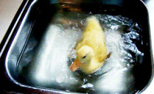 baby duck,cute,adorable,swimming,duck