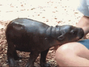 hippo,baby hippo,animals,animal,adorable