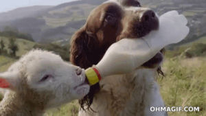 funny,animals,lamb,feeding,kind,milk,cute,dog,adorable,bottle