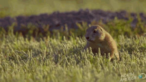 funny,lol,prairie,north america,tv,television,animals,cute,animal,entertainment,discovery channel,documentary,prairie dog