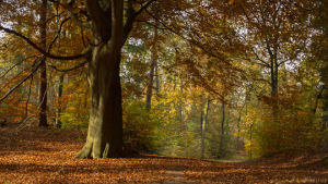 cinemagraph,nature,fall,tree,perfect loop,cinemagraphs,living stills,falling leafs