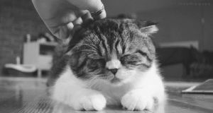 happy,cat,black and white,petting,scratching