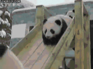 animals,cute,snow,playing,panda,slide,best of week,in snow,four panda bears,sliding down slide