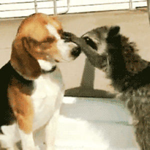 beagle,animals,raccoon,dog,playing