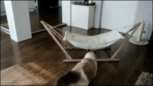 fail,cat,hammock