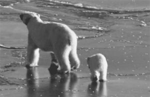 animals,hoppip,bbc one,imt,polar bear,one for my blog
