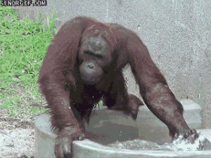 orangutan,animals,water,splash,fun time