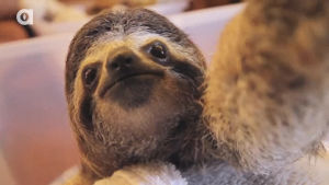 selfie,sloth