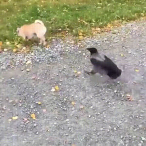 chihuahua,animals being jerks,crow