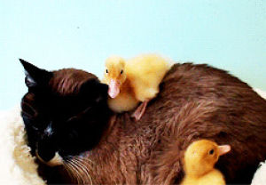 duck,cat,animals,kitten,sleeping