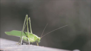 grasshopper,today,sun,shot,bro