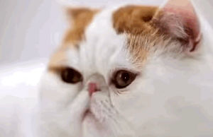 snoopy,cat,famous,exotic shorthair