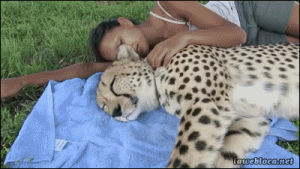 animals,omg,awww,cheetah