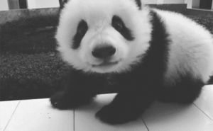 love,black and white,animal,adorable,panda