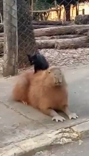 capybara,cat