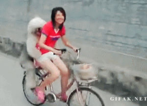 bicycle,dog