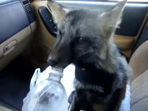 fox,thirsty