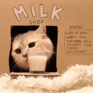 milk,shop,cat