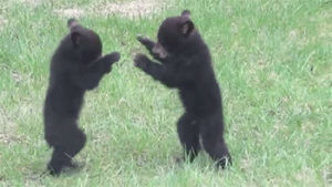 fighting,fight,bear,bear cubs,baby animals,baby bears,cubs,cub