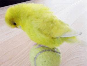 bird,cute,tennis ball