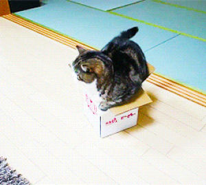 pbs,cat,cats,box