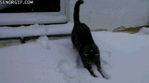 snow,cat,fun