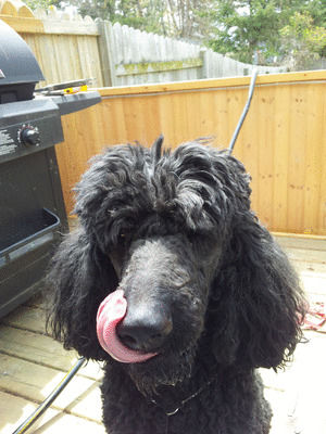 poodle,behold