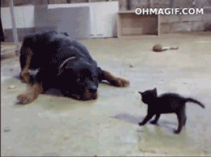 cat,dog,confrontation,puppy,scared,size,funny,animals,man,kitten,attack,doesnt