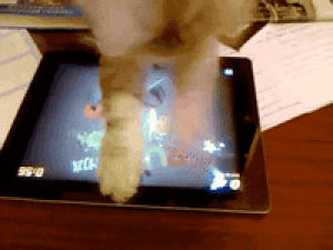 game,playing,ipad,cat,tablet