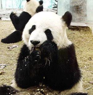 cute animal,panda bear,funny,panda,cute panda,funny panda