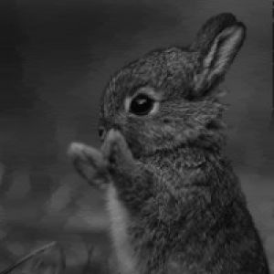 Rabbit bunnies bunny GIF on GIFER - by Cegda