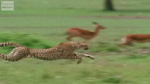 cheetah,animals,slow motion