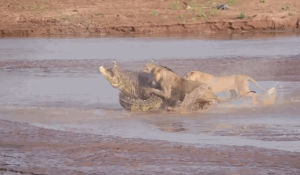 elephant,lions,crocodile,dead,business,over,insider,lion killed