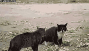 cat,dog,animals,fighting,rules,best of week